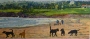 Anita Toney's Carmel Beach - Dogs