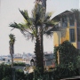 Beryl Landau's Yellow House with Palms
