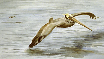 Pelican and Follower