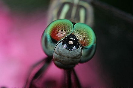 Dragonfly Head Shot