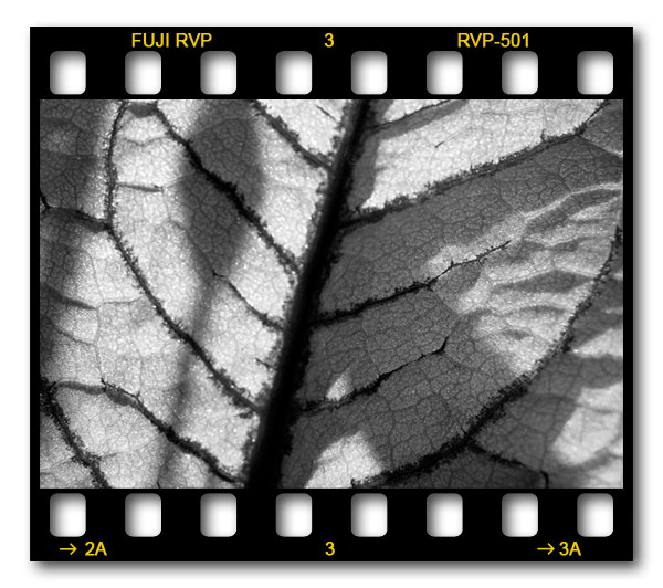 BW abstract leaf
