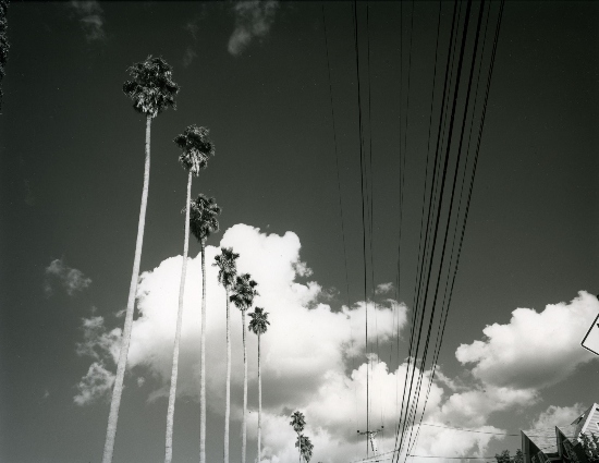 Palms & Wires, 9th Ave, Oakland CA