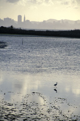 Transamerica Egret