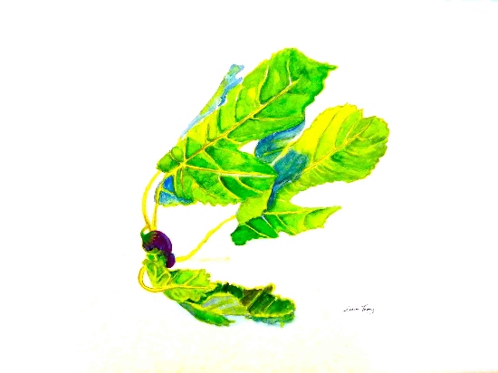 Figs in Leaf