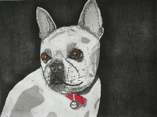 Lucie - French Bull Dog