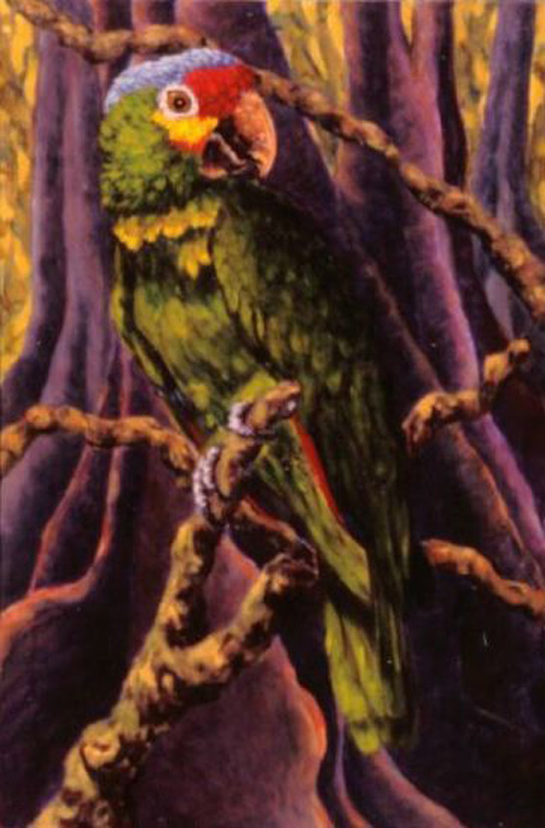 Maeve Croghan's Green & Red  Parrot