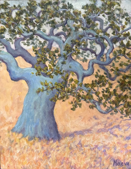 Maeve Croghan's Nicasio Oak