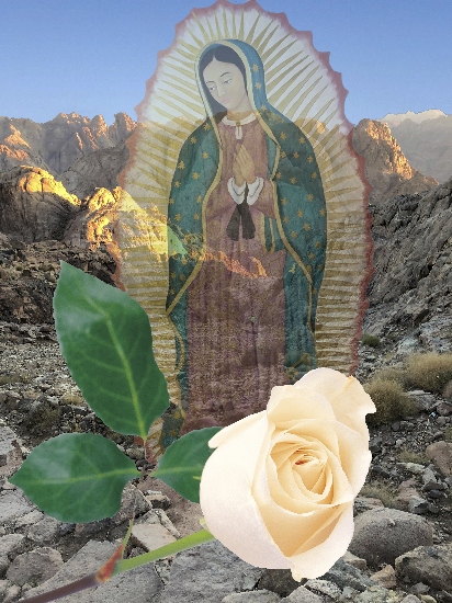 The White Rose-Lady of Guadalupe©