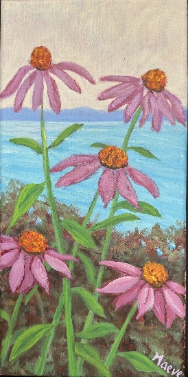 Maeve Croghan's Stonecliffe Echinacea