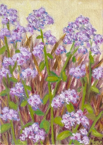 Maeve Croghan's Yelapa Lavenders