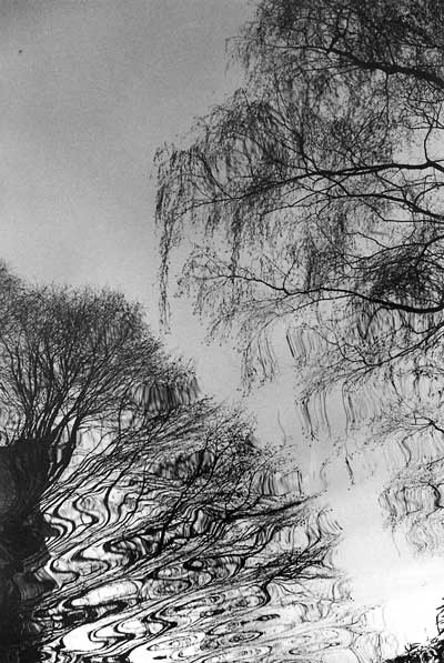 Tree Reflections I