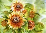 Aditi Swaminathan's Sunflower sunshine