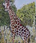 Ingrid Caras's African Safari: Lone Giraffe
