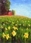 Vani Pippalla Akula's Daffodil hill