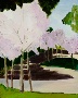 Donna Fenstermaker's Pink Trees 3-08