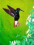 Alissa Kaplan's Magnificent Hummingbird