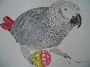 Nami O'Donnell's African Grey Parrot