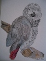 Nami O'Donnell's African Grey No2