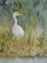 George Ehrenhaft's Cattle Egret